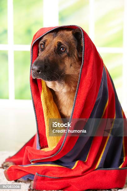 Dog In Towel Stock Photo - Download Image Now - Animal, Animal Themes, Beauty