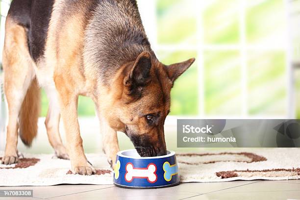 Foto de Cachorro Comendo De Bowl e mais fotos de stock de Cão Pastor Alemão - Cão Pastor Alemão, Comer, Beber