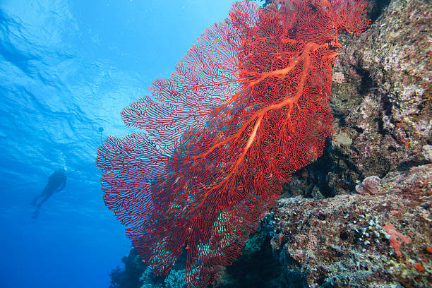 Sea Fan, Fiji Red sea fan with diver silhouette in background, Fiji vanua levu island photos stock pictures, royalty-free photos & images