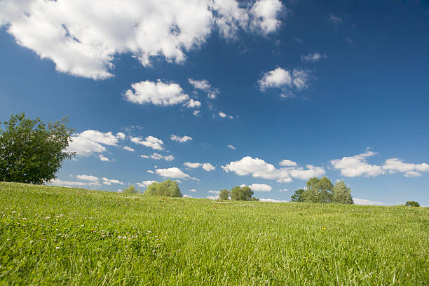 istock Green trees on the lawn 147083394