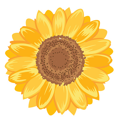 Sunflower on a transparent base (you can place the art over any color background)
