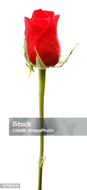 Singolo Fresca Rosa Rossa Su Sfondo Bianco - Fotografie stock e altre immagini di Acqua - Acqua, Bagnato, Capolino