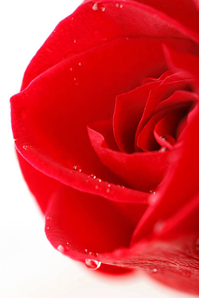 istock Fresh Red Rose Blossom with Water Dew Droplets Close Up 147083416