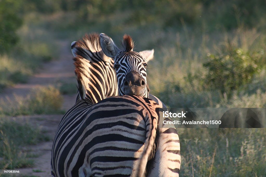 Zebra Hand Some Zebra Hug Stock Photo - Download Image Now - Affectionate, Animal ...