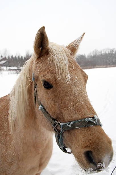 istock Horse Profile in the Snow 147083585
