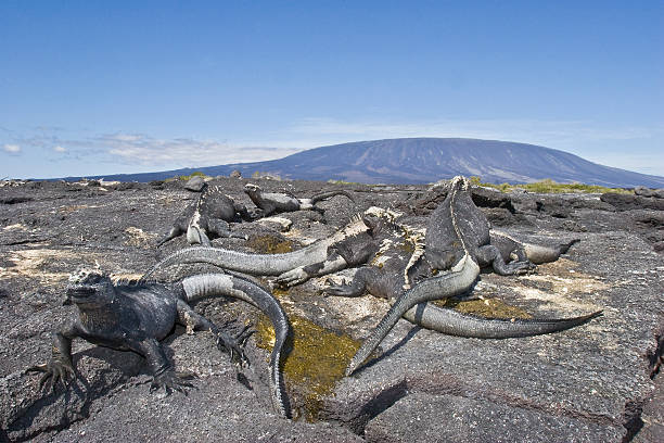 marine iguanas and volcano stock photo