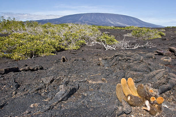 lava cactus and volcano stock photo