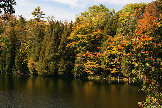 istock Tress  in Fall colours around lake and reflection on water.  147083802