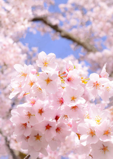 istock Sakura flowers and blue sky.
Cherry tree in Japanese garden. 1470838799