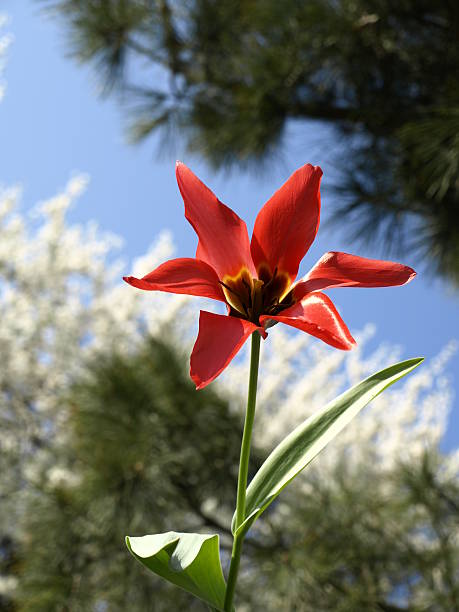 tulipano rosso in primavera. - star tulip foto e immagini stock