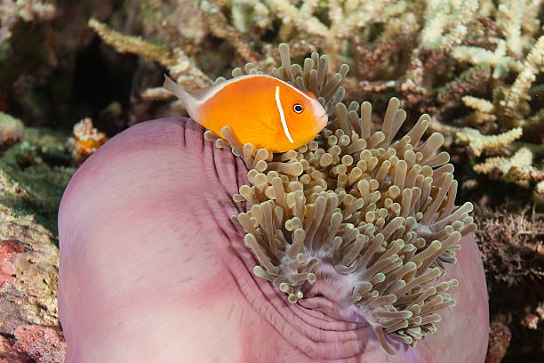 Clown Fish, Fiji Clown Fish and sea anemone, Vanua Levu, Fiji vanua levu island photos stock pictures, royalty-free photos & images