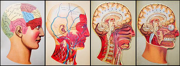 ilustraciones, imágenes clip art, dibujos animados e iconos de stock de anticuario medical ilustraciones/cuádruple de cabeza - cabeza frenológica