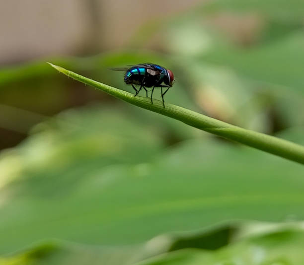 istock Close up lucilia sericata with natural green leaf Bokeh background 1470845107