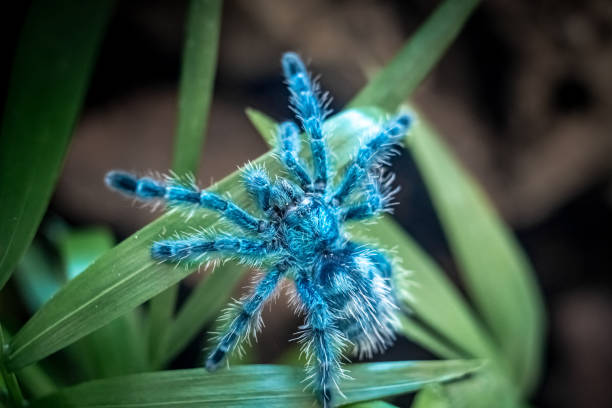 istock Young Antilles Pink Toe Tarantula (Caribena versicolor) Synonym: Avicularia versicolor 1470845109