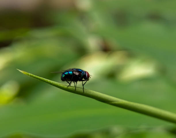 istock Close up lucilia sericata with natural green leaf Bokeh background 1470845234