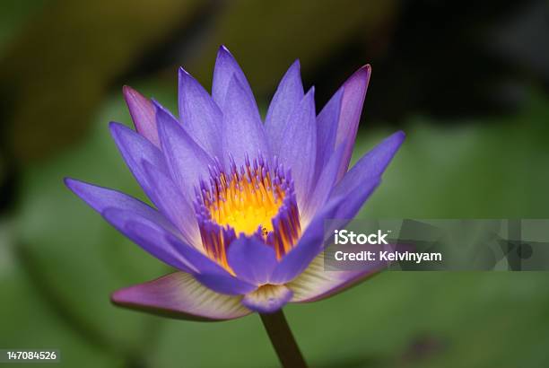 Foto de Lotus Com Brilhante Roxa Yelow Core e mais fotos de stock de Aberto - Aberto, Abrindo, Amarelo