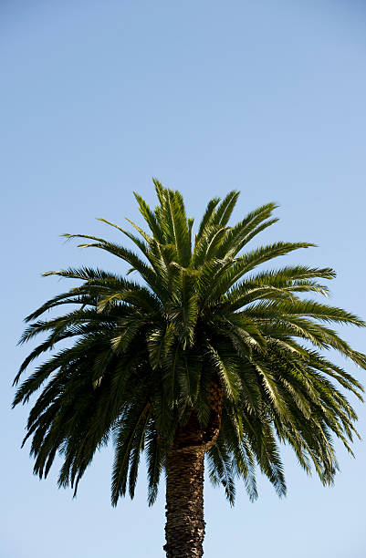 istock Palm Tree, Picton, New Zealand 147084537