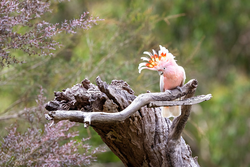 Major Mitchell cockatoo, otherwise known as the Leadbeater or pink cockatoo, perched on a dead tree. This species is threatened in the wild. Victoria, Australia.