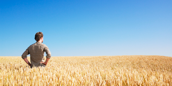Rear view of young man in wheat field with hands on hips under a blue sky. Panoramic format.