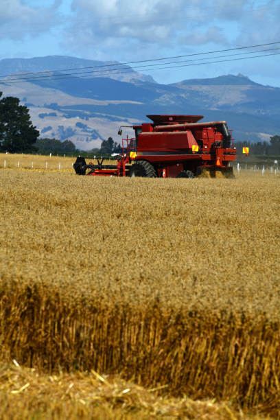 istock In the time of wheat harvest 1470846632