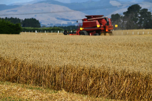 A combine harvester takes in the new season's wheat harvest on the Canterbury Plains, South Island, New Zealand