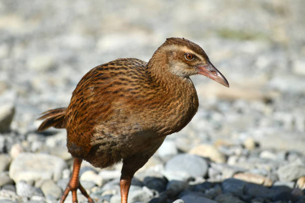 istock New Zealand weka (Gallirallus australis) 1470846660