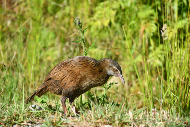 istock New Zealand weka (Gallirallus australis) 1470846670