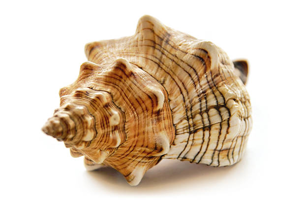 Seashell – Foto