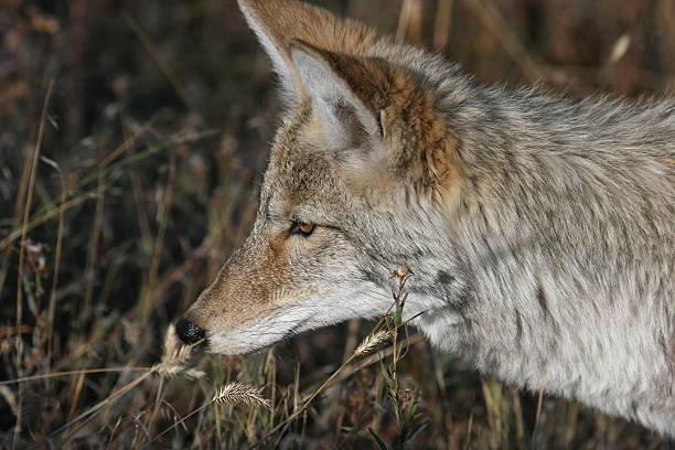 Coyote stock photo