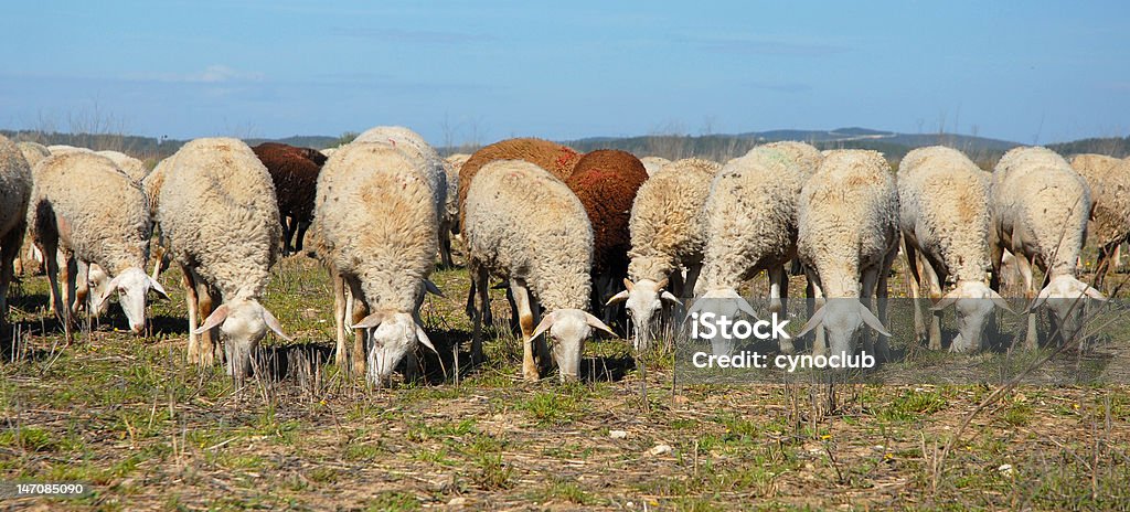 Rebaño de sheeps - Foto de stock de Agricultura libre de derechos