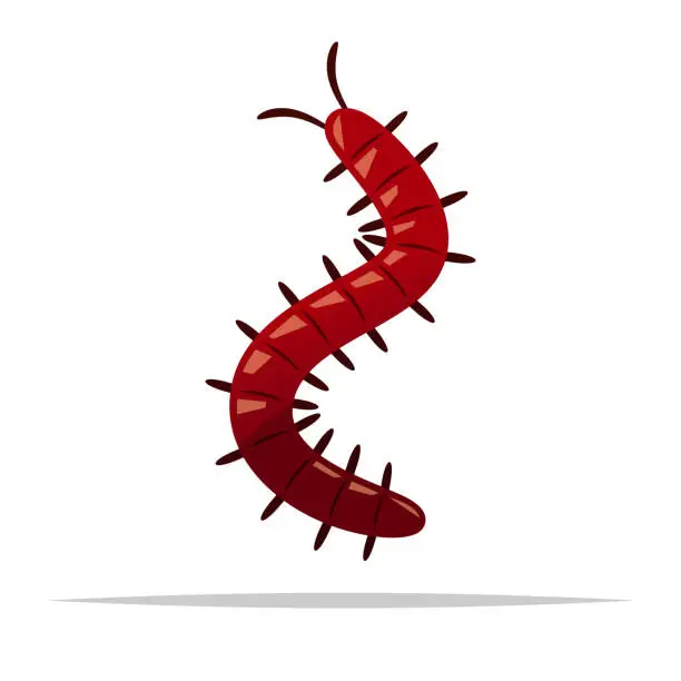 Vector illustration of Cartoon centipede vector isolated illustration