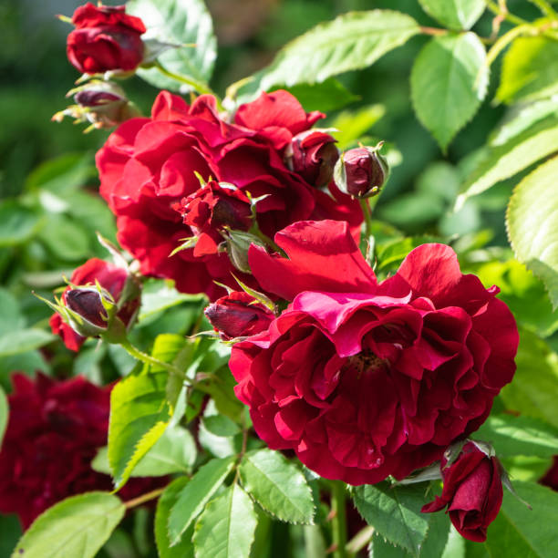 istock Roses in the garden. 1470854939
