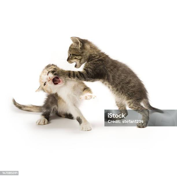 Gatinhos - Fotografias de stock e mais imagens de Brigar - Brigar, Gato domesticado, Animal