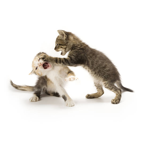 kittens - cat fight стоковые фото и изображения