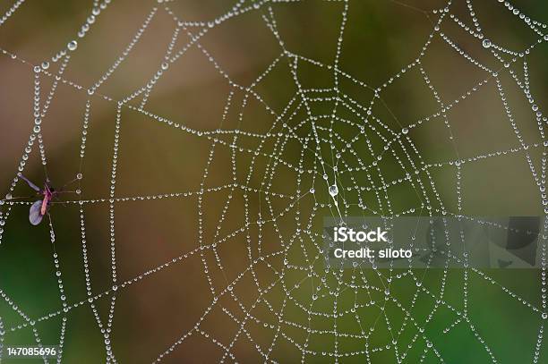 Lenti A Goccia Sulla Cobweb - Fotografie stock e altre immagini di Astratto - Astratto, Bagnato, Close-up