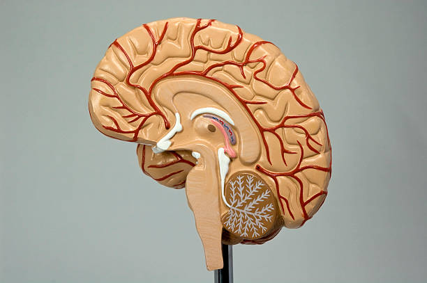 modelo de cérebro humano, - corpus striatum imagens e fotografias de stock