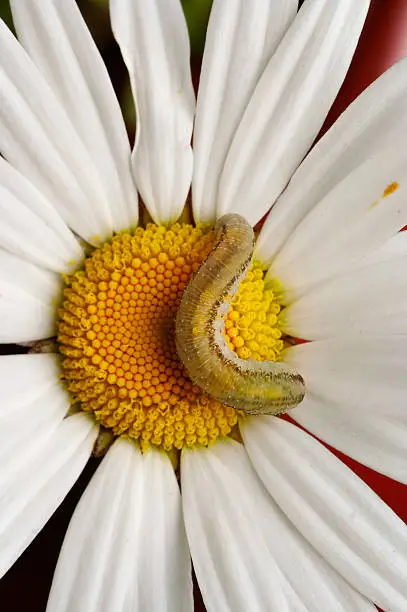 Photo of caterpillar on the English daisy