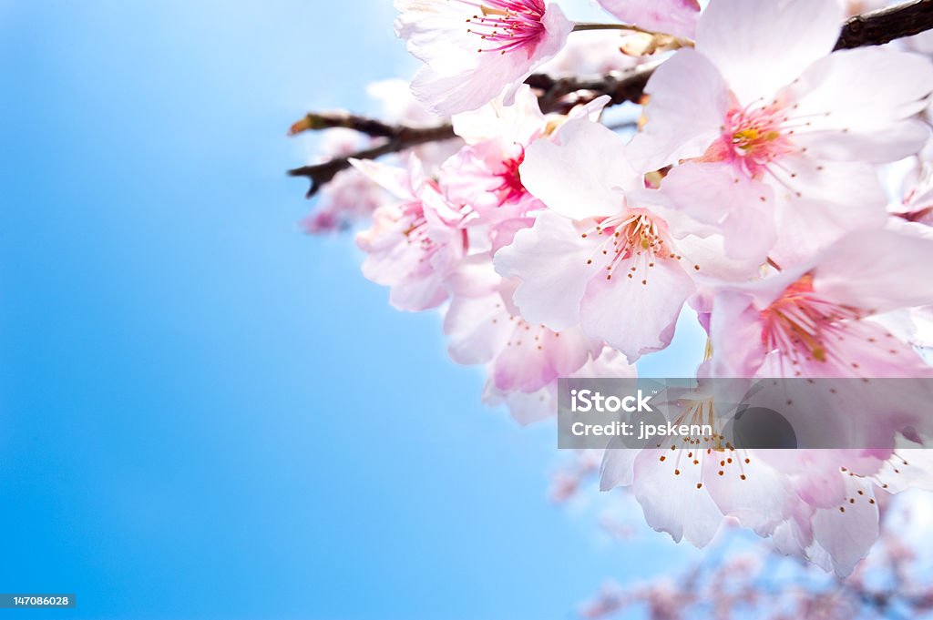 Primavera Flores de cereja Flor branca grande - Royalty-free Ao Ar Livre Foto de stock