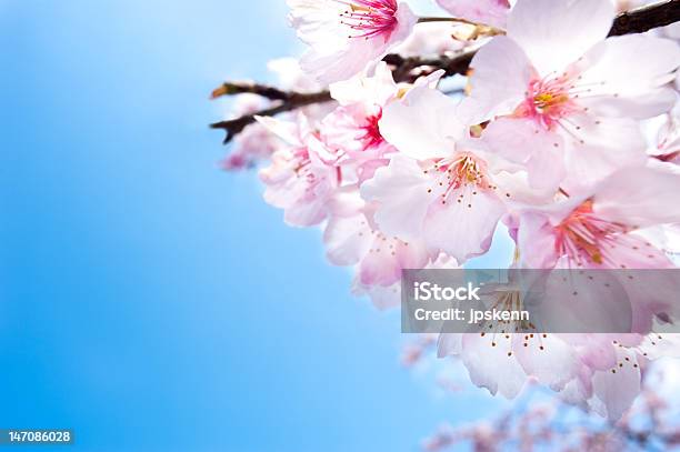 Primavera Flores De Cereja Flor Branca Grande - Fotografias de stock e mais imagens de Ao Ar Livre - Ao Ar Livre, Beleza, Beleza natural