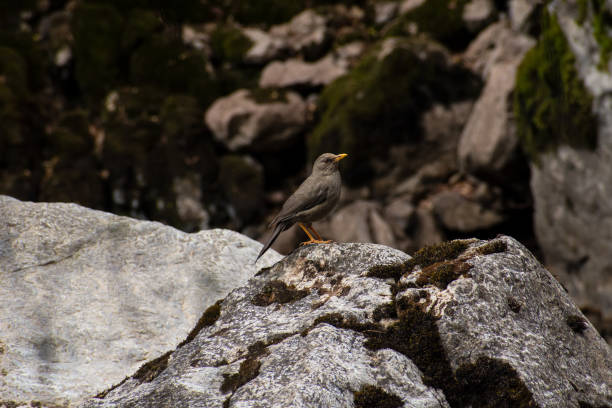The song of the thrush at noon