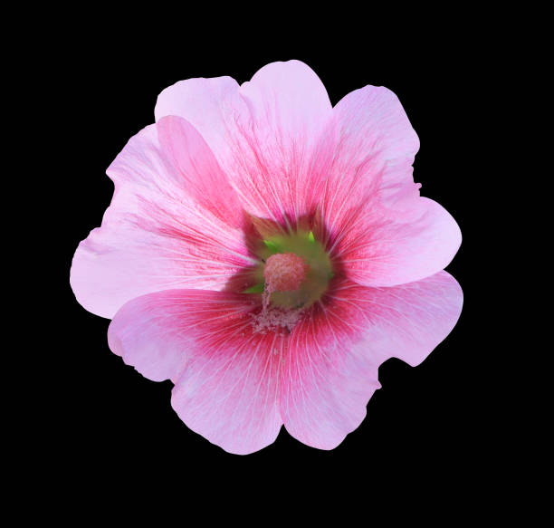 istock Pink hollyhock flowers. 1470861766