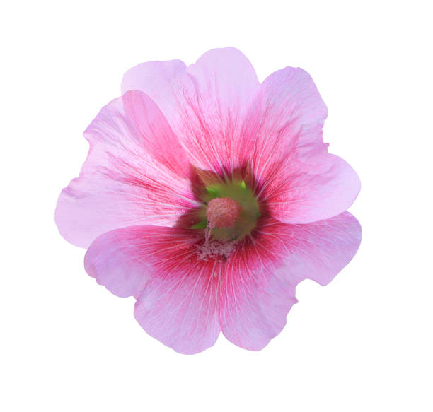 istock Pink hollyhock flowers. 1470861770