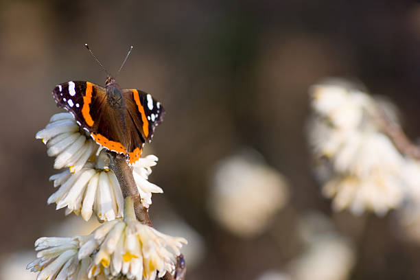 Red admiral stock photo