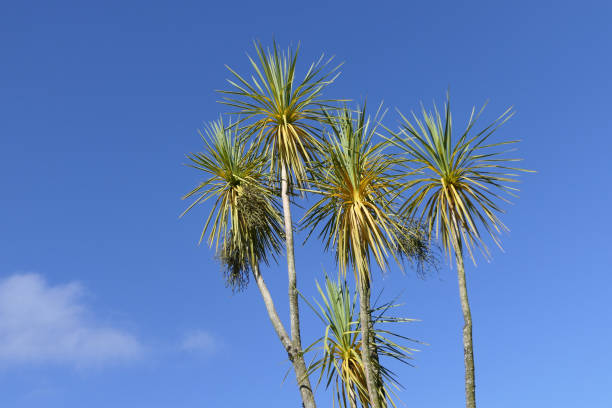 istock Palm trees blowing in the wind with blue sky background text copy 1470862330