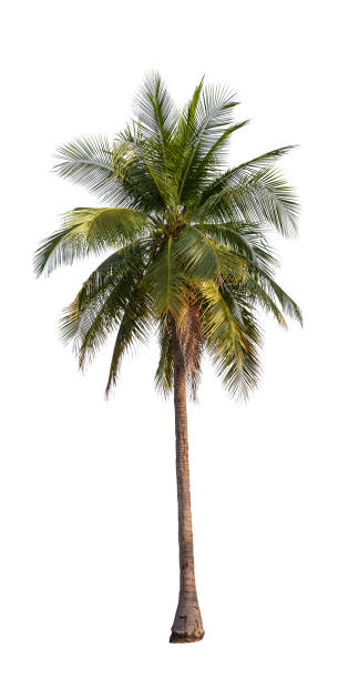 istock Coconut palm tree isolated on white background with clipping path. 1470862355