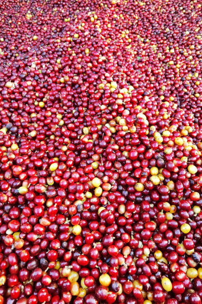 istock close up of fresh coffee beans 1470862377