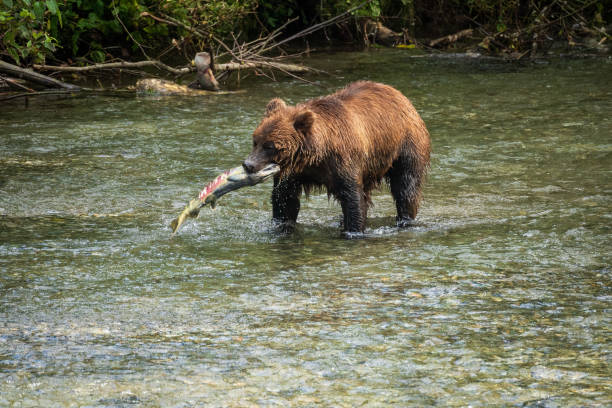 istock Grizzly Bear Catching Salmon 1470862442