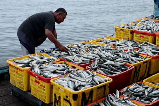 fishermen choose fresh sardines on a boat to be sold at the Bengkulu City market, Indonesia January 4, 2023