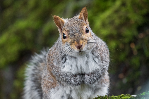 An eastern gray squirrel standing on a granite stone with blur background