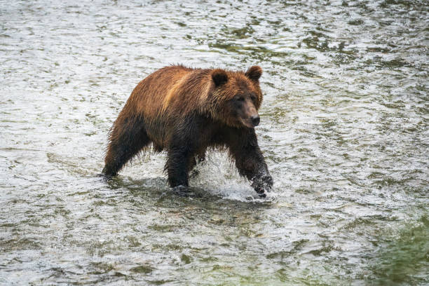 Grizzly bear fishing in the river catching spawning salmon in Hyder, Alaska.